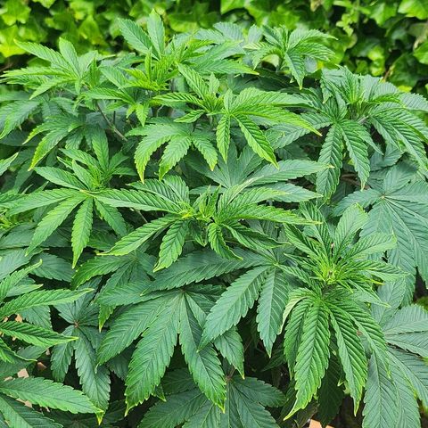 Banana Kush Cake 2025 growlog timeline photo