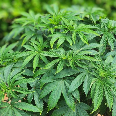 Banana Kush Cake 2025 growlog timeline photo