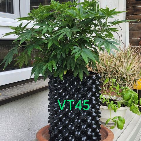 Banana Kush Cake 2025 growlog photo: Ab heute nur noch im Freien