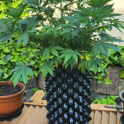 Banana Kush Cake 2025 growlog timeline photo