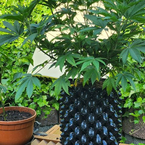 Banana Kush Cake 2025 growlog timeline photo