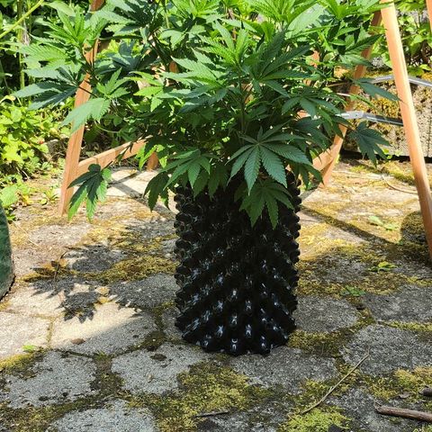 Banana Kush Cake 2025 growlog timeline photo
