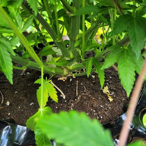 Banana Kush Cake 2025 growlog timeline photo