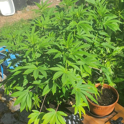 Banana Kush Cake 2025 growlog timeline photo