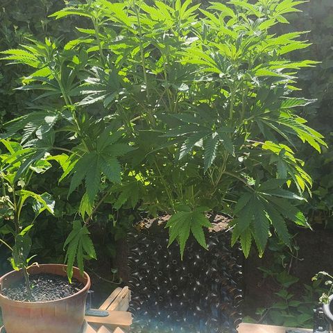 Banana Kush Cake 2025 growlog timeline photo
