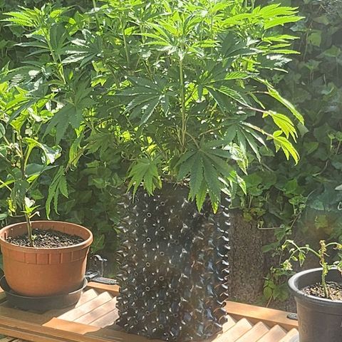 Banana Kush Cake 2025 growlog timeline photo