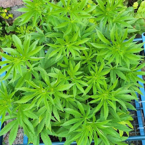 Banana Kush Cake 2025 growlog photo: 45l Endtopf