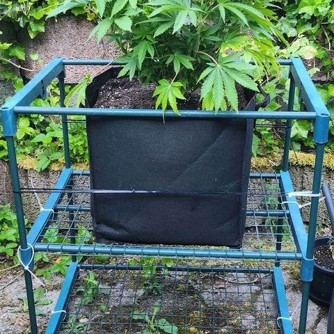 Banana Kush Cake 2025 growlog photo: 45l Endtopf
