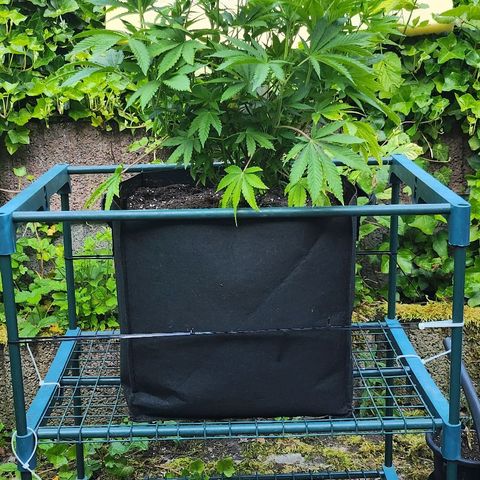 Banana Kush Cake 2025 growlog timeline photo
