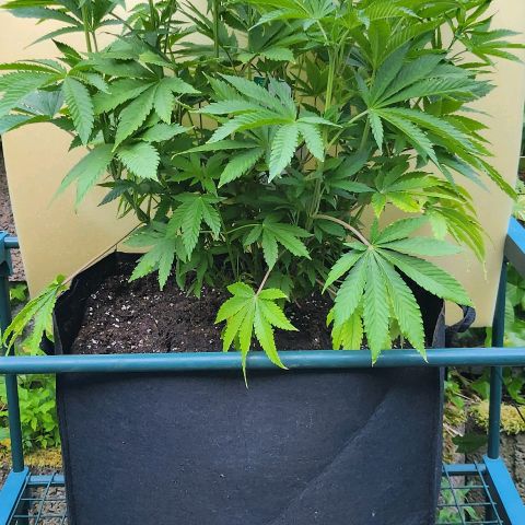 Banana Kush Cake 2025 growlog timeline photo