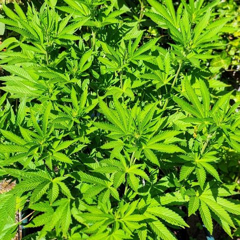 Banana Kush Cake 2025 growlog timeline photo