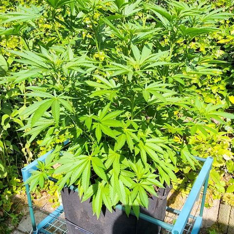 Banana Kush Cake 2025 growlog timeline photo