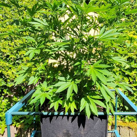 Banana Kush Cake 2025 growlog timeline photo
