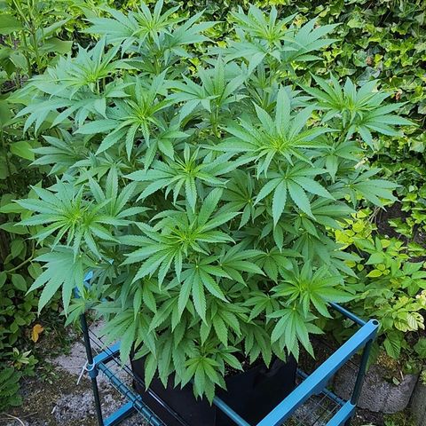 Banana Kush Cake 2025 growlog timeline photo