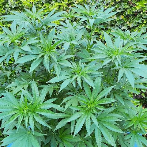 Banana Kush Cake 2025 growlog timeline photo