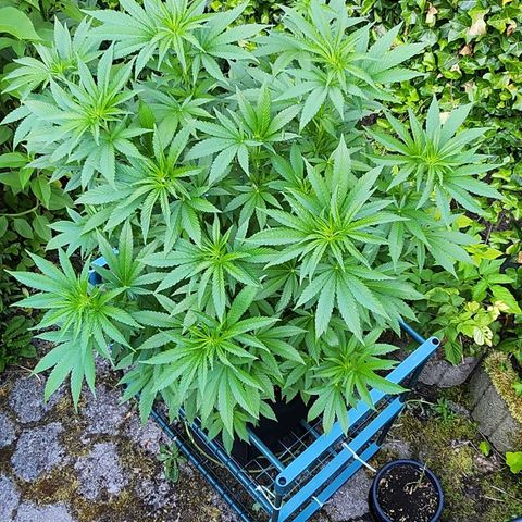 Banana Kush Cake 2025 growlog timeline photo