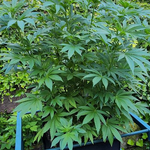 Banana Kush Cake 2025 growlog timeline photo