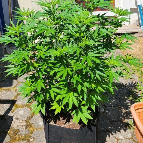 Banana Kush Cake 2025 growlog timeline photo