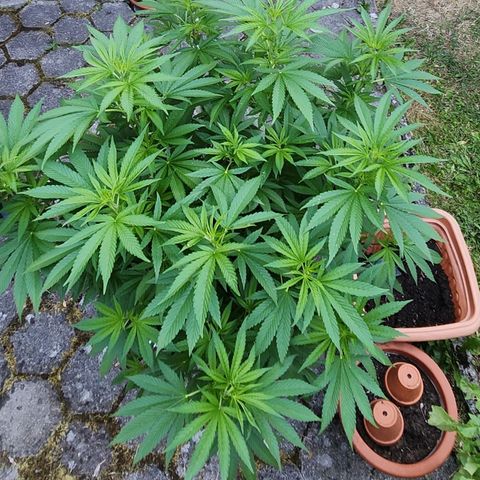 Banana Kush Cake 2025 growlog timeline photo