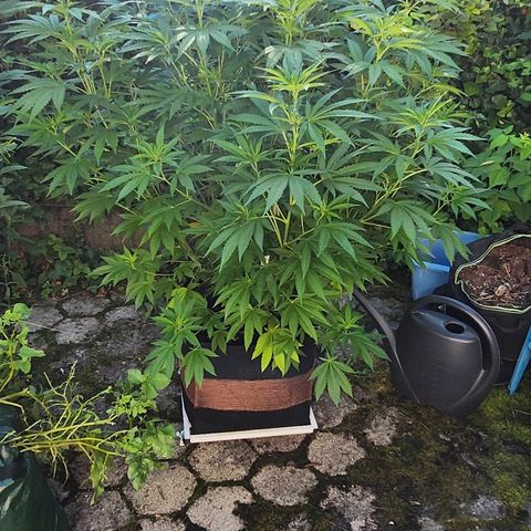 Banana Kush Cake 2025 growlog photo: 12 Wochen Vegi