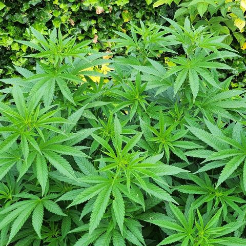 Banana Kush Cake 2025 growlog timeline photo