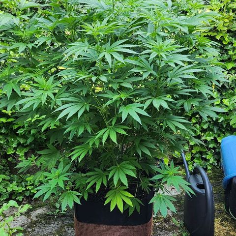 Banana Kush Cake 2025 growlog timeline photo