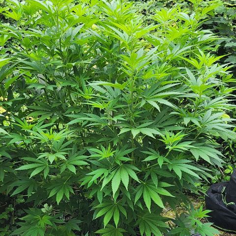 Banana Kush Cake 2025 growlog timeline photo