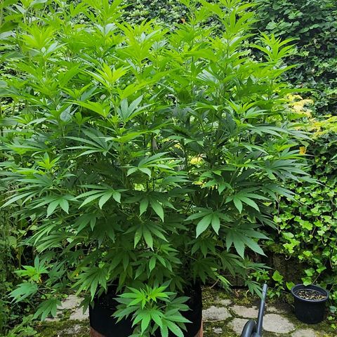 Banana Kush Cake 2025 growlog timeline photo