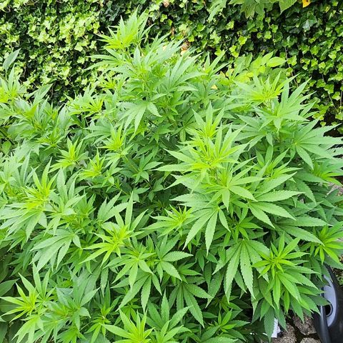 Banana Kush Cake 2025 growlog timeline photo