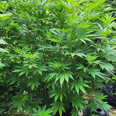 Banana Kush Cake 2025 growlog timeline photo