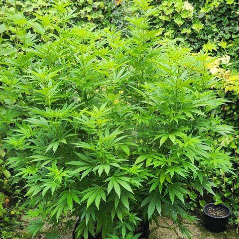 Banana Kush Cake 2025 growlog timeline photo