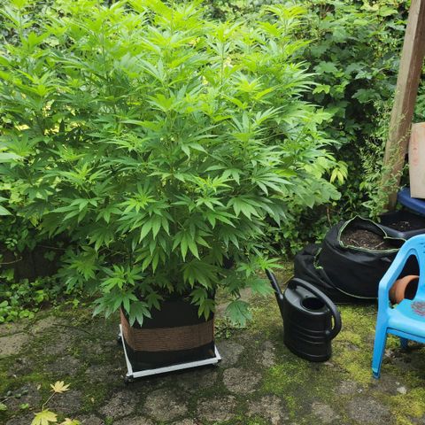 Banana Kush Cake 2025 growlog timeline photo