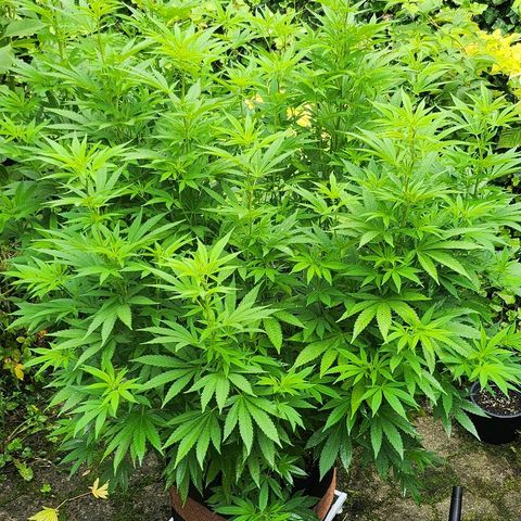 Banana Kush Cake 2025 growlog timeline photo