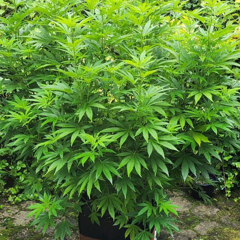 Banana Kush Cake 2025 growlog photo: VT 100, Stretch hat begonnen