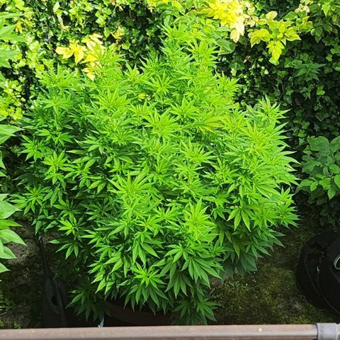 Banana Kush Cake 2025 growlog timeline photo