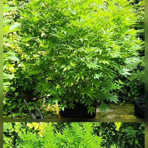 Banana Kush Cake 2025 growlog timeline photo