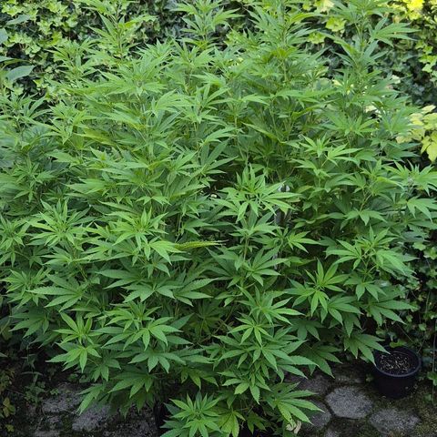 Banana Kush Cake 2025 growlog timeline photo