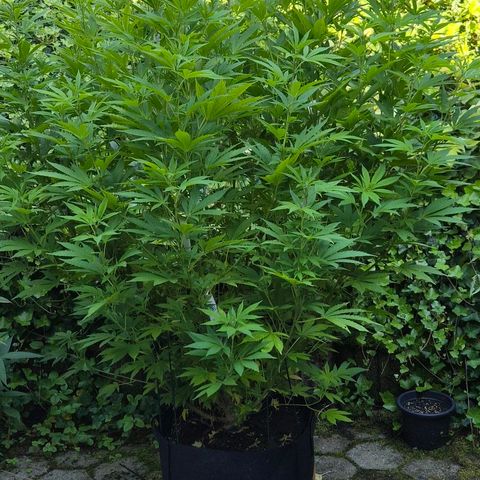 Banana Kush Cake 2025 growlog timeline photo