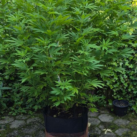 Banana Kush Cake 2025 growlog timeline photo