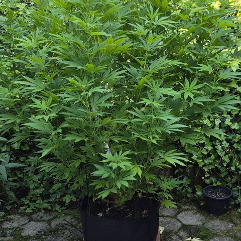 Banana Kush Cake 2025 growlog timeline photo