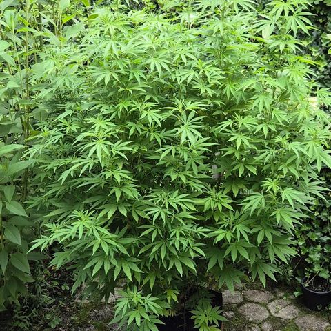 Banana Kush Cake 2025 growlog timeline photo