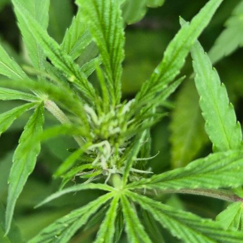 Banana Kush Cake 2025 growlog timeline photo