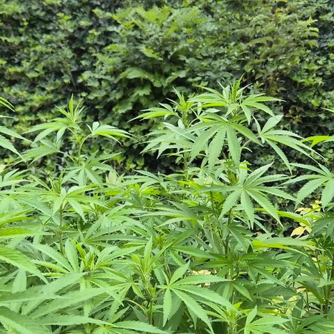 Banana Kush Cake 2025 growlog timeline photo