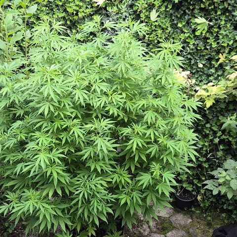 Banana Kush Cake 2025 growlog timeline photo
