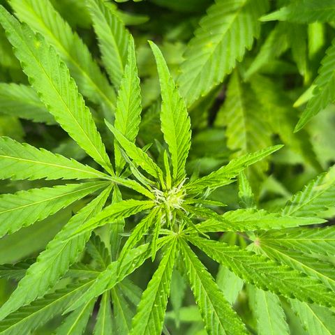 Banana Kush Cake 2025 growlog photo: Es wird...