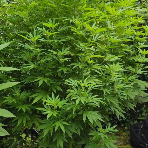 Banana Kush Cake 2025 growlog photo: Es wird...