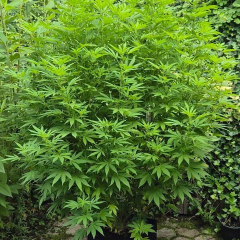 Banana Kush Cake 2025 growlog photo: Es wird...