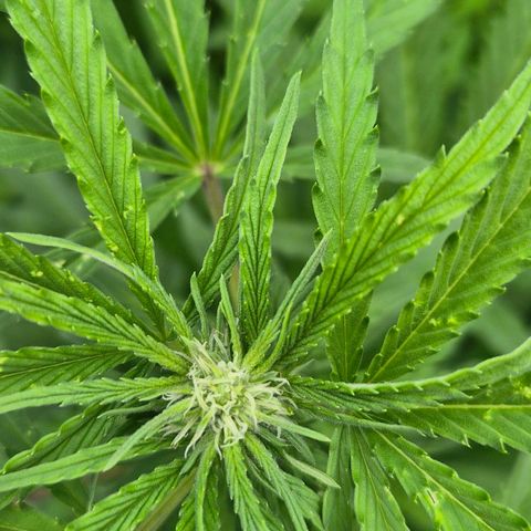 Banana Kush Cake 2025 growlog timeline photo