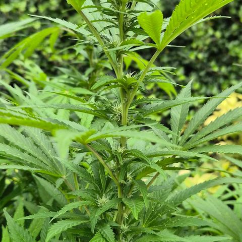 Banana Kush Cake 2025 growlog timeline photo