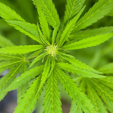 Banana Kush Cake 2025 growlog timeline photo